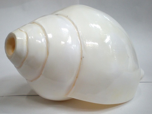 conch shell 7.5